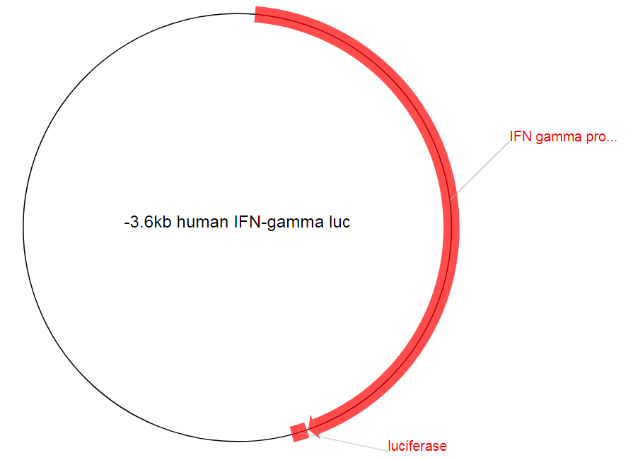 -3.6kb human IFN-gamma luc质粒图谱
